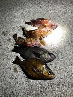 冬メバル&ガシラ