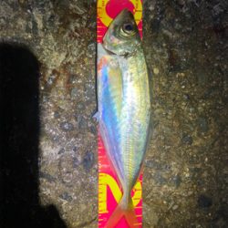 アジ自己新記録!