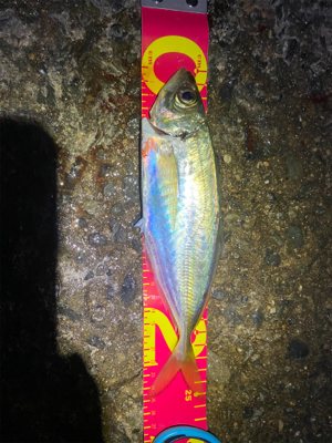 アジ自己新記録!