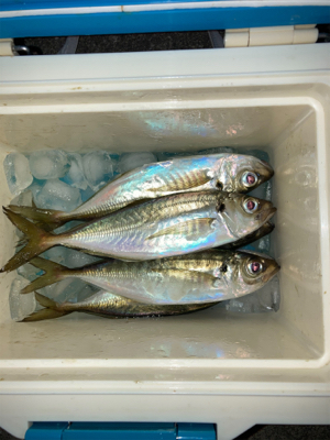 なんとかアジゲット