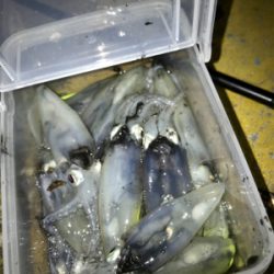 ヒイカはタイミング？σ(^_^;)