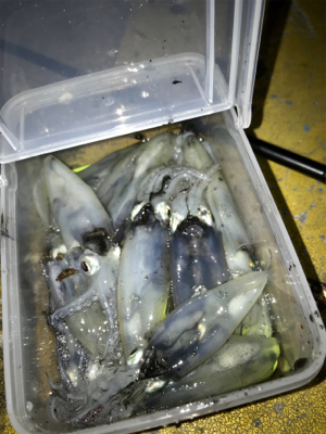 ヒイカはタイミング？σ(^_^;)