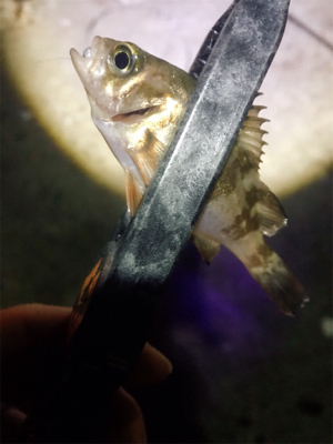 仕事終わりアジング