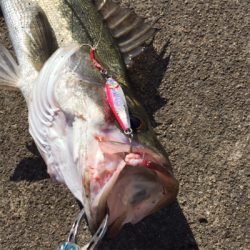 大阪湾奥でLSJとサビキ