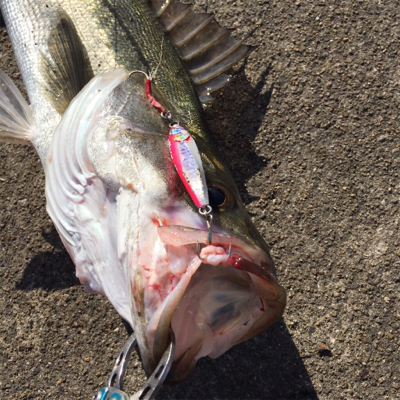 大阪湾奥でLSJとサビキ
