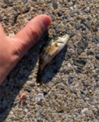 仕事帰りに唐津で釣行！