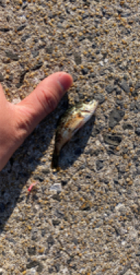 仕事帰りに唐津で釣行！