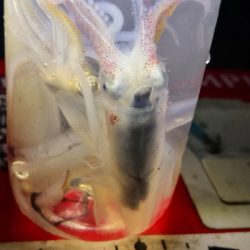 アジング練習 235