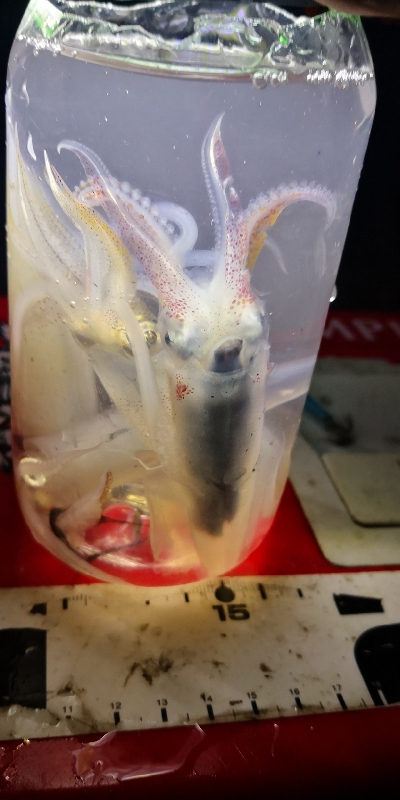 アジング練習 235