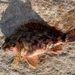 シーバスポイント探索がてらアジングへ