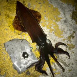 寒くてもヒイカ釣りσ(^_^;)