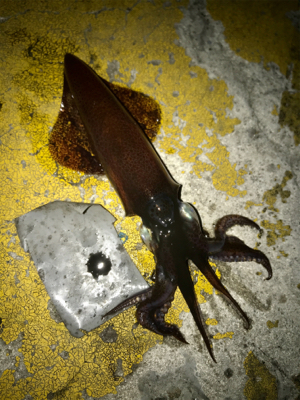 寒くてもヒイカ釣りσ(^_^;)