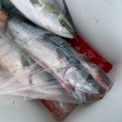 丹後沖ジギング