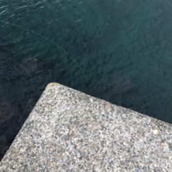 小あじ大量発生