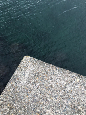 小あじ大量発生