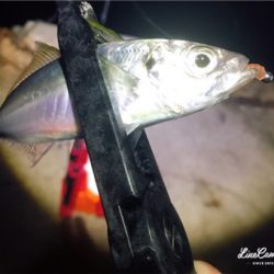 シゴオワアジング