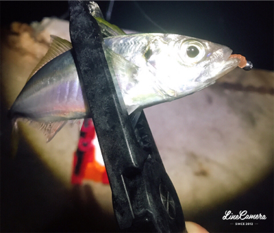 シゴオワアジング