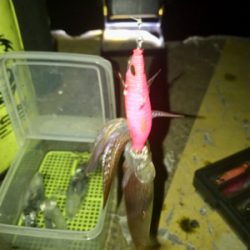 やっぱり渋いヒイカ釣り(><)