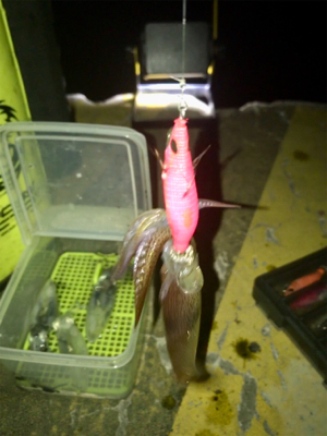 やっぱり渋いヒイカ釣り(><)