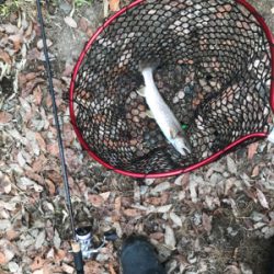 極寒のトラウト