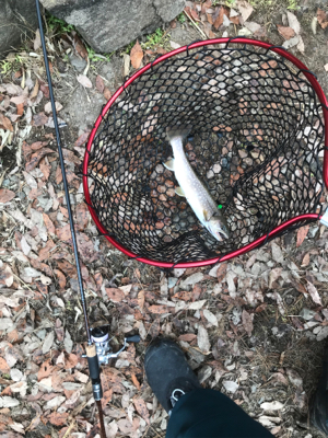 極寒のトラウト