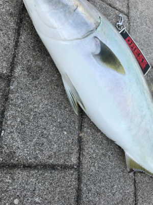 ☆3日で4回釣行