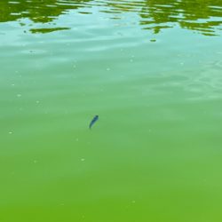 管釣り　大阪府