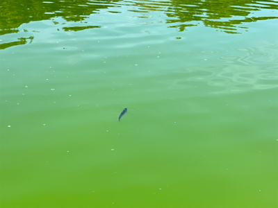 管釣り　大阪府