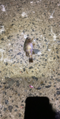 ジグサビキ、サビキでアジとメバル！