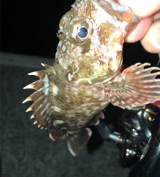 アジングナイト(本当に渋い)