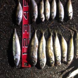 三桁の尺アジ釣り