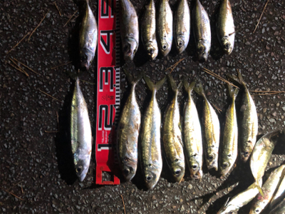 三桁の尺アジ釣り