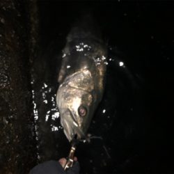 やっちまったぜ