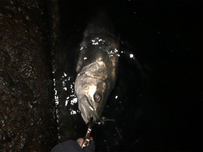 やっちまったぜ