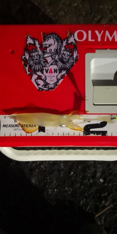 アジング練習 237