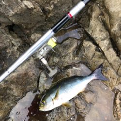 磯フカセ釣りでイサギ