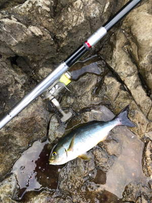 磯フカセ釣りでイサギ