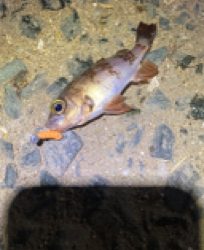 アジなんとか釣れた！