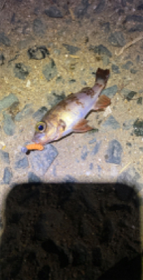 アジなんとか釣れた！