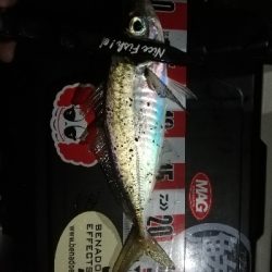 久しぶりのアジ