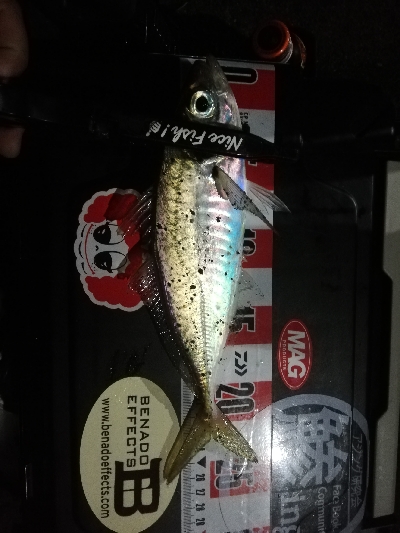 久しぶりのアジ