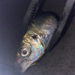 淡路島アジング