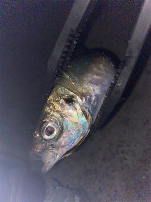 淡路島アジング