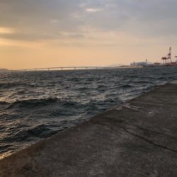 サゴシも釣りたかった