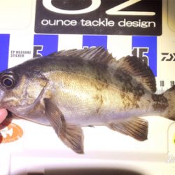 ワームで釣れない時はプラグで！