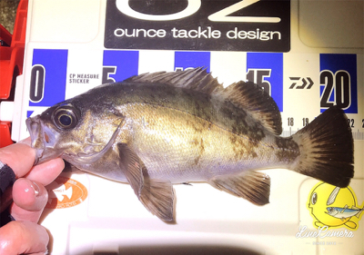 ワームで釣れない時はプラグで！