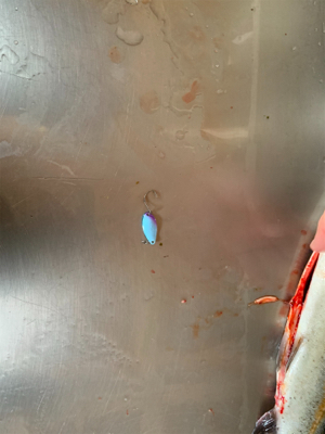 フィッシュオン王禅寺にて…