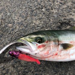 阪神間湾奥でハマチ