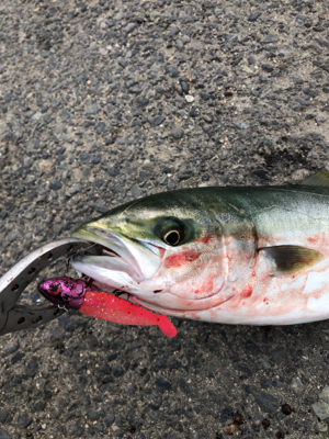 阪神間湾奥でハマチ