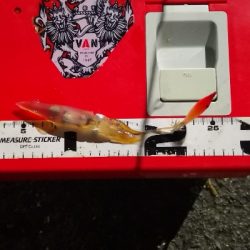 アジング練習 238